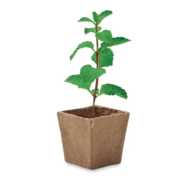 Mint seeds growing kit - MO2410 (MOCN#13)
